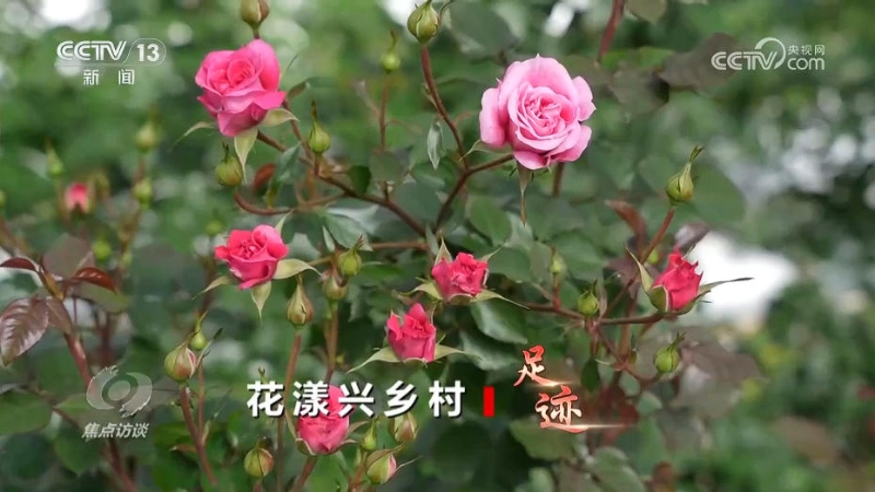 幸福产业”书写乡村振兴“花样”答卷(图2) 幸福产业”书写乡村振兴“花样”答卷(图2)